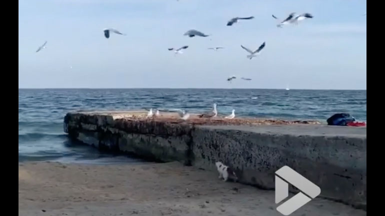 Γάτα πιάνει έναν γλάρο