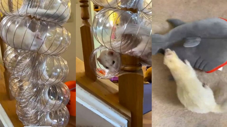 Κουνάβι παίζει σε αυτοσχέδιο λαγούμι