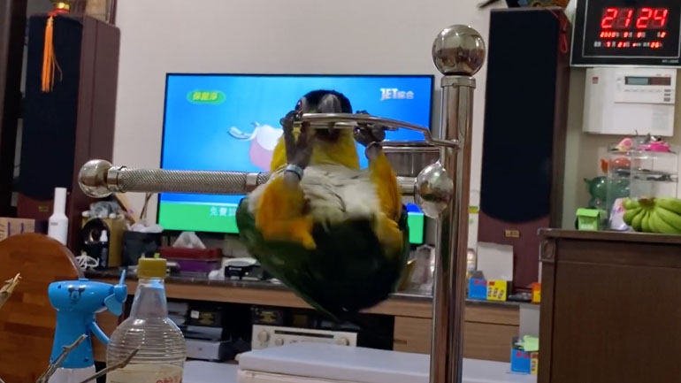 Παπαγάλος κάνει γυμναστική