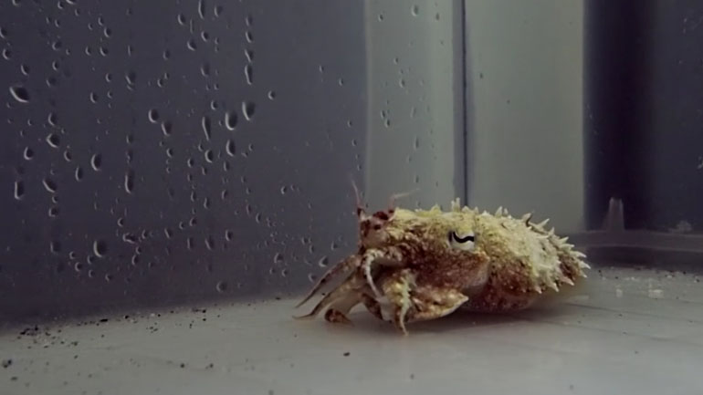 Μια σουπιά καμουφλάρεται σε καβούρι ερημίτη