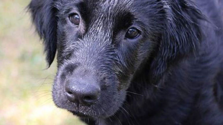 Αντιδράσεις ζωοφιλικών σωματείων για τη μεταφορά αρμοδιοτήτων από το ΥΠΑΑΤ στο υπ. Εσωτερικών