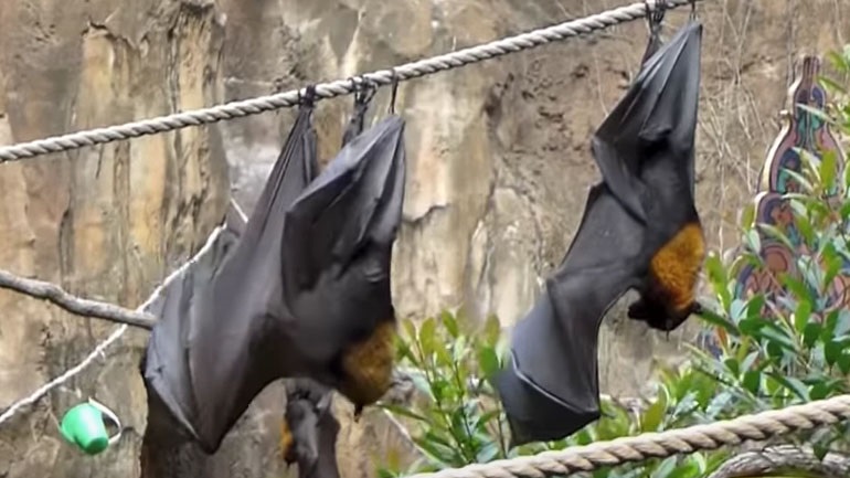 Έρευνα: Οι άρρωστες με κορωνοϊό νυχτερίδες τηρούν αποστάσεις για να προστατέψουν τις υγιείς Έρευνα: Οι άρρωστες με κορωνοϊό νυχτερίδες τηρούν αποστάσεις για να προστατέψουν τις υγιείς