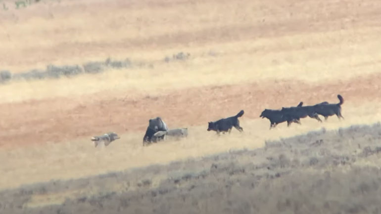 Αρκούδα εναντίον λύκων