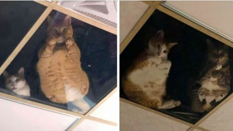 Γάτες σύστημα παρακολούθησης καταστήματος