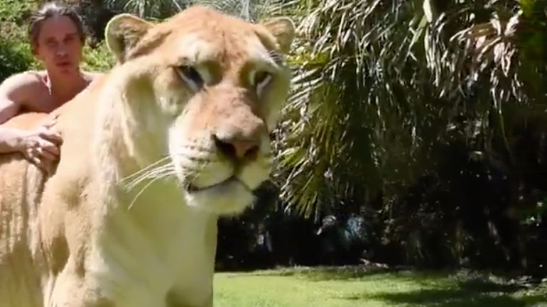 Ο μεγαλύτερος «γάτος» στον κόσμο