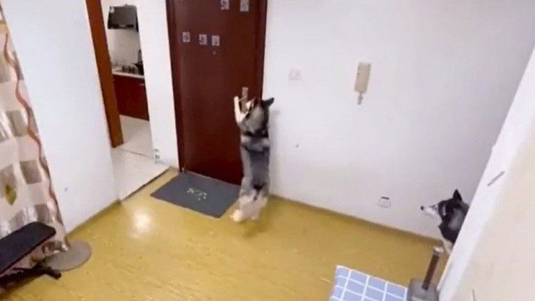 Χάσκι παραλαμβάνει το φαγητό από τον διανομέα