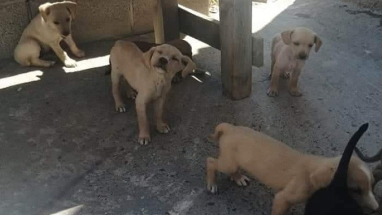 Θανάτωσαν επτά αδέσποτα κουτάβια στο Ηράκλειο της Κρήτης