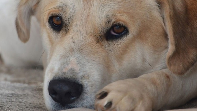 Σε κακούργημα μετατρέπεται ο βασανισμός και η θανάτωση ζώων