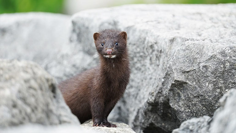 Δανία: Σε lockdown θα τεθούν περιοχές όπου εμφανίστηκε μεταλλαγμένο στέλεχος του κορωνοϊού σε βιζόν