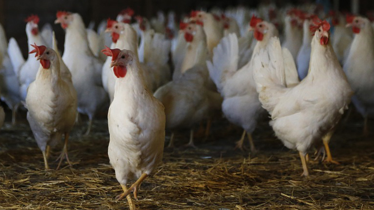 Σφαγή 200.000 πουλερικών που είχαν τη γρίπη των πτηνών στην Ολλανδία