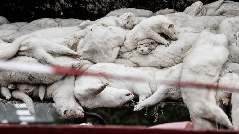 Δανία: Θανατώθηκαν βιζόν στα οποία βρέθηκαν στελέχη κορωνοϊού που μόλυναν 214 ανθρώπους Δανία: Θανατώθηκαν βιζόν στα οποία βρέθηκαν στελέχη κορωνοϊού που μόλυναν 214 ανθρώπους