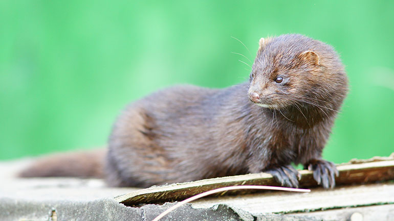 Ο Π.Ο.Υ. εξετάζει τη βιοασφάλεια σε χώρες όπου υπάρχουν εκτροφεία βιζόν μετά το ξέσπασμα κορωνοϊού στη Δανία