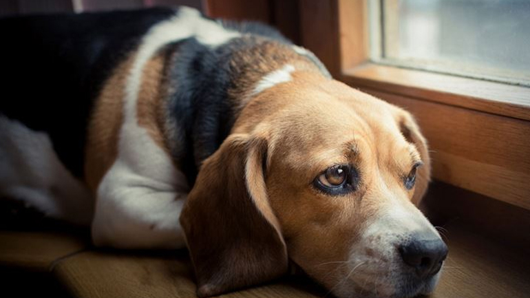Πόση ώρα μπορείτε να αφήνετε το κατοικίδιό σας μόνο του στο σπίτι;