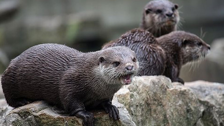 Βρετανία: Απαγορεύει τους ταξιδιώτες από τη Δανία μετά τον εντοπισμό στελέχους του κορωνοϊού σε βιζόν