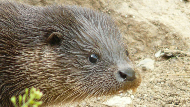 ΠΟΥ: Έξι χώρες αναφέρουν κρούσματα κορωνοϊού σε βιζόν