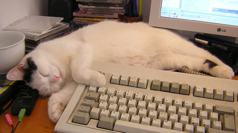 Τηλεργασία: Ερευνητές εξηγούν γιατί οι γάτες αγαπούν τα πληκτρολόγια των υπολογιστών