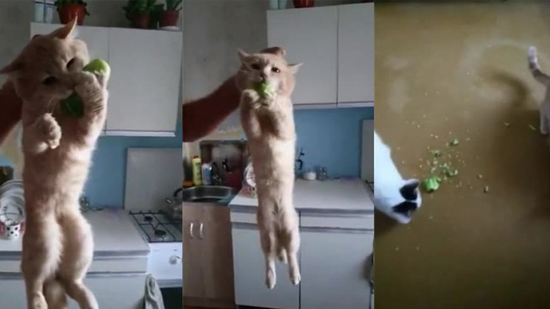 Δεν θα αφήσω το αγγούρι ό,τι και να γίνει!