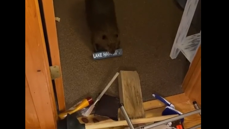 Κάστορας χτίζει ένα φράγμα μέσα στο σπίτι