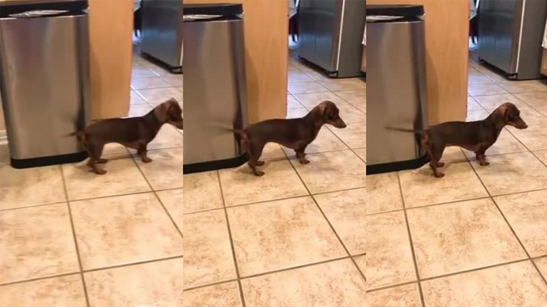 Ο σκύλος παίζει ντραμς και ο ιδιοκτήτης τραγουδά