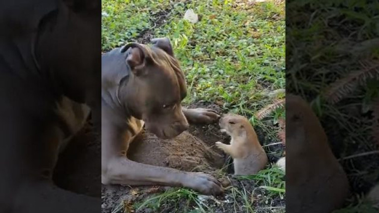 Κυνόμυς εναντίον πίτμπουλ