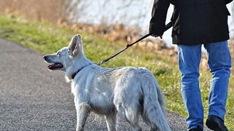 Έρευνα: Η βόλτα του σκύλου και το delivery αυξάνουν τον κίνδυνο μόλυνσης από κορωνοϊό εν μέσω lockdown