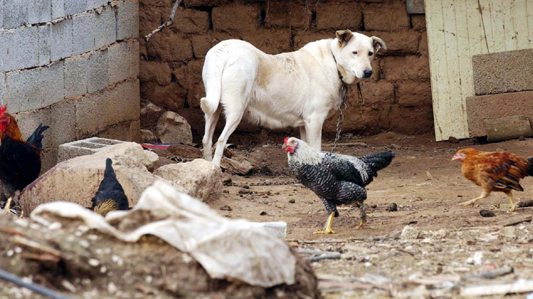 Γερμανική μελέτη: Κατοικίδια και εκτρεφόμενα ζώα δεν μολύνουν τον άνθρωπο με κορωνοϊό