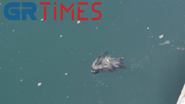 Νεκρά πτηνά ξέβρασε και πάλι ο Θερμαϊκός