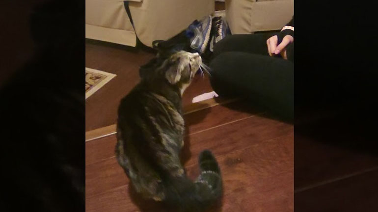 Μια γάτα φοβάται τα ψεύτικα αυτιά γάτας