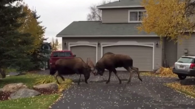 Απίστευτο βίντεο με δύο άλκες που τσακώνονται στην αυλή ενός σπιτιού