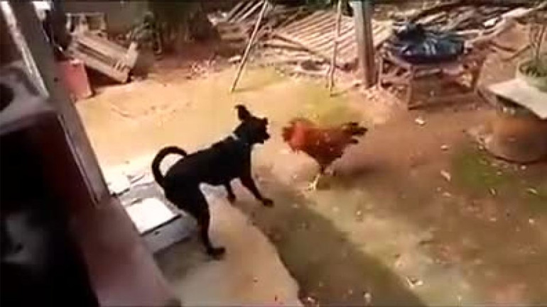 Και έτσι γεννήθηκε η capoeira