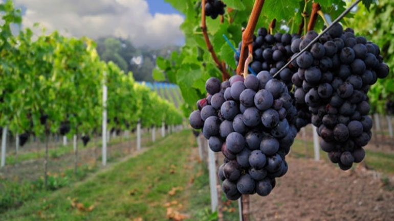 ΚΕΟΣΟΕ: “Φεουδαρχικό” μοντέλο στα αμπέλια