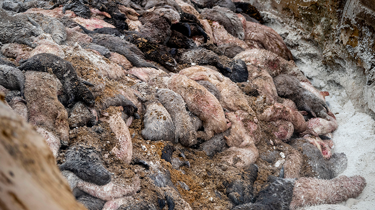 Covid-19: Νομική εμπλοκή γύρω από την μαζική θανάτωση εκατομμυρίων βιζόν στη Δανία