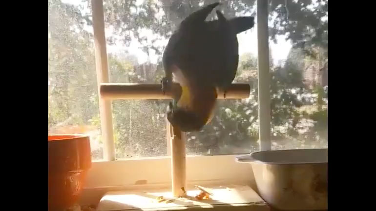 Ο παπαγάλος θέλει καινούριο σταντ 