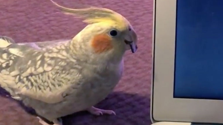 Ο παπαγάλος αντιδρά όταν ακούει δικό του βίντεο