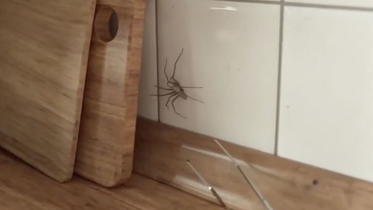 Αράχνη vs λαβίδα