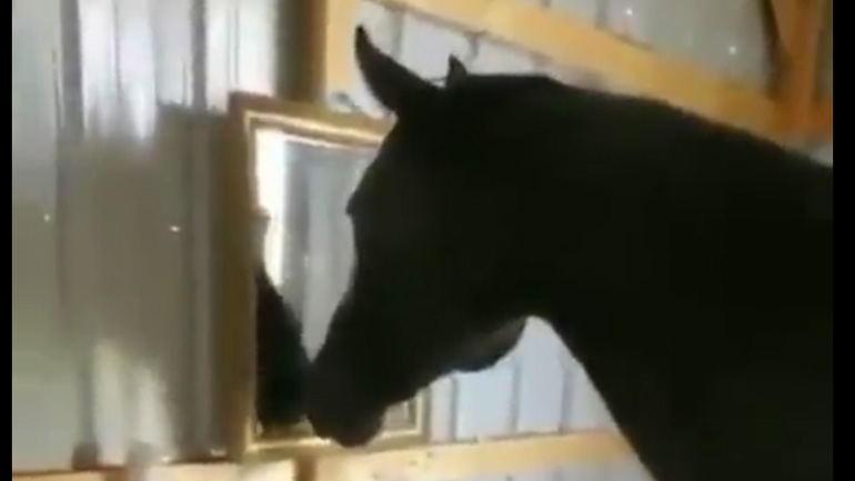 Άλογο κοιτά τον εαυτό του στον καθρέφτη