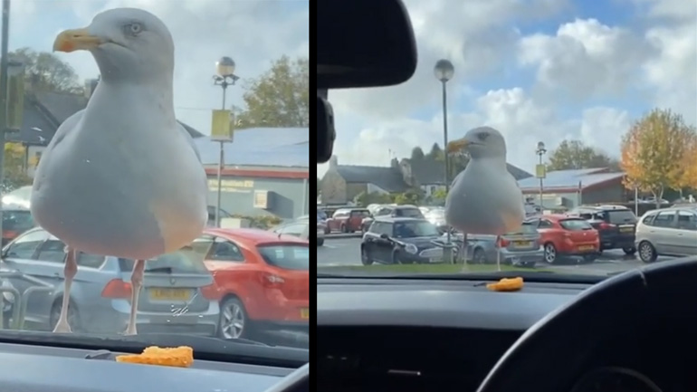 Ο πεινασμένος γλάρος