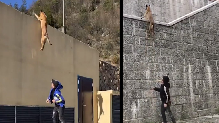 Τα εντυπωσιακά άλματα ενός μαλινουά