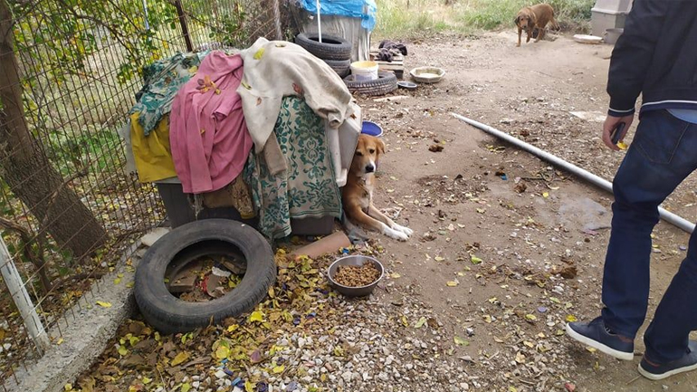 Θεσσαλονίκη: Νεκρή γυναίκα μέσα στο σπίτι της – Ζούσε με 13 αλυσοδεμένα σκυλιά και γάτες