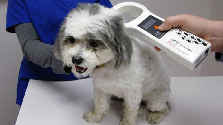 Η αστυνομία αποκτά πρόσβαση στα δεδομένα των ιδιοκτητών κατοικιδίων που έχουν τσιπάκι