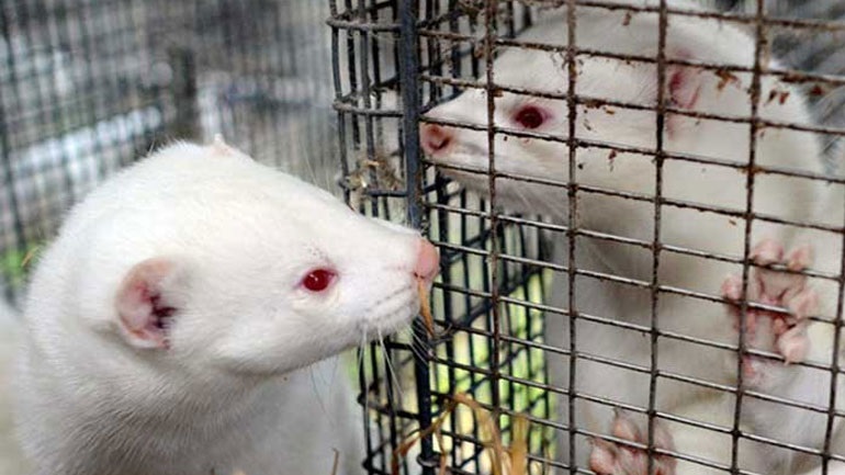 Κοζάνη: Θανατώνονται τα 2.500 μινκ που προσβλήθηκαν από Covid-19