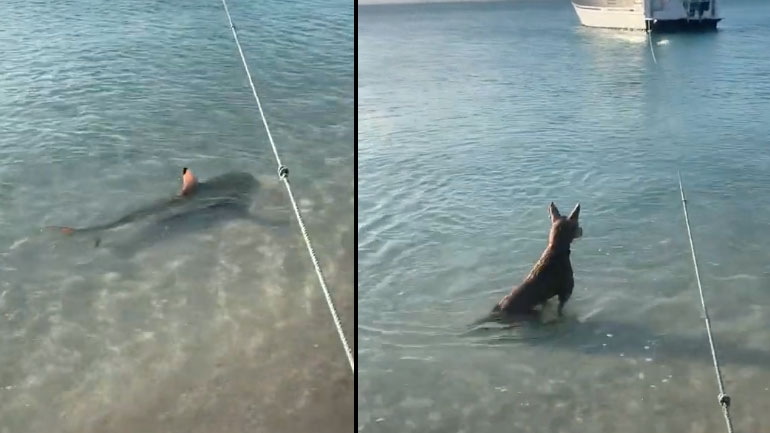 Σκύλος επιτίθεται σε καρχαρία