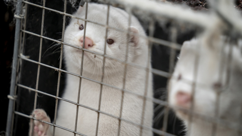 Κοζάνη: Ετοιμάζονται να θανατώσουν τα πρώτα μινκ που έχουν μολυνθεί από Covid-19