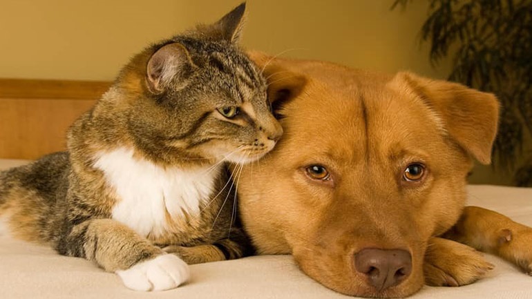 Καταφύγιο αδέσποτων ζώων συντροφιάς δημιουργείται στα Χανιά