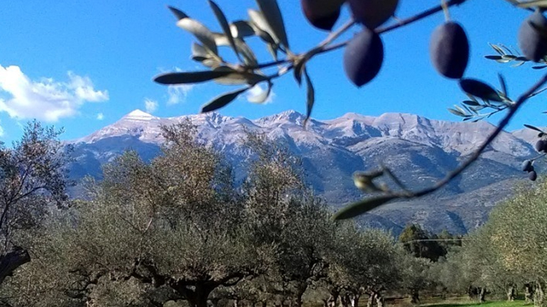 Στήριξη 126 εκατ. ευρώ στον κλάδο της ελαιοκομίας λόγω της πανδημίας