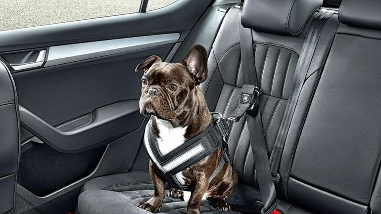 Γιατί κάποιοι Έλληνες… ζορίζονται με τα περιοριστικά μέτρα της πανδημίας