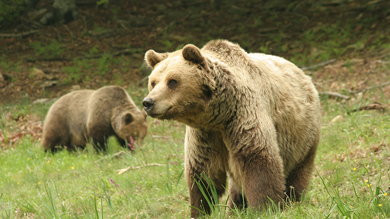 Εθεάθη αρκούδα στην Ξάνθη – Κινητοποίηση των Αρχών