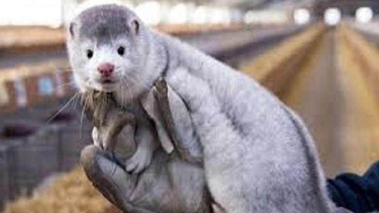 Θεσσαλονίκη: Covid-free η μονάδα εκτροφής βιζόν που λειτουργεί στα όρια του Δήμου Πυλαίας-Χορτιάτη