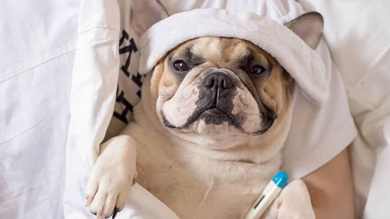 Γρίπη στους σκύλους: Πώς θα φροντίσετε τους τετράποδους φίλους σας