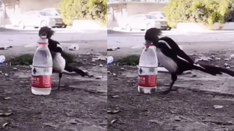 Μια πολύ έξυπνη καρακάξα